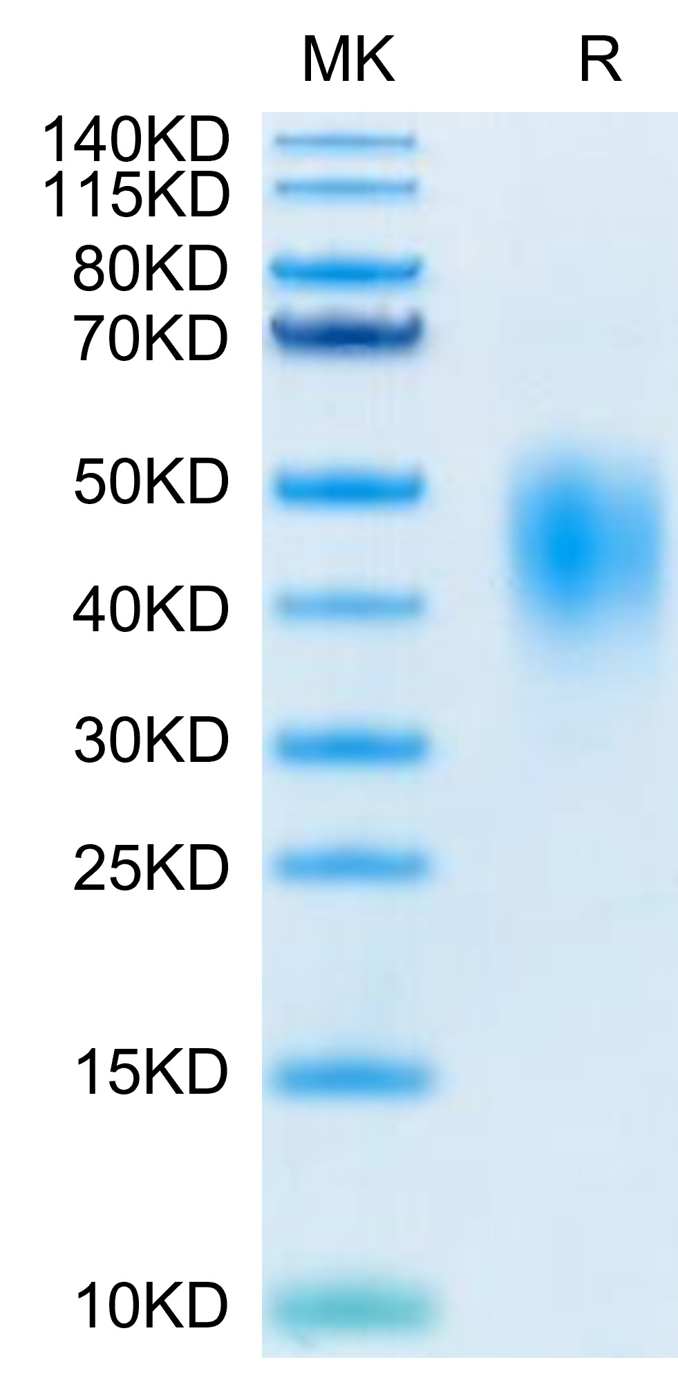 Biotinylated Recombinant Human B7-DC/PD-L2/CD273 Protein