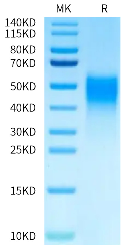 Biotinylated Recombinant Human B7-H5/Gi24/VISTA Protein