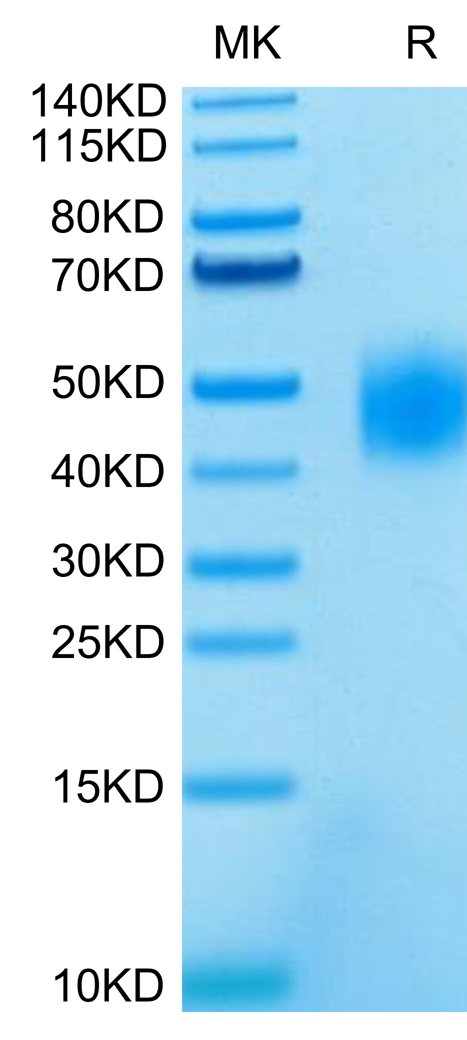 Recombinant Human SLAMF7/CRACC/CD319 Protein