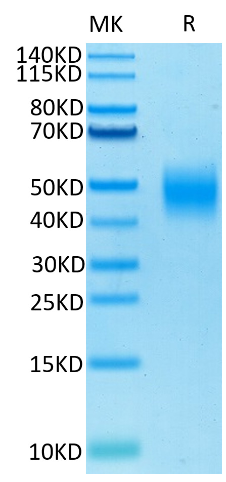 Biotinylated Recombinant Human SLAMF7/CRACC/CD319 Protein