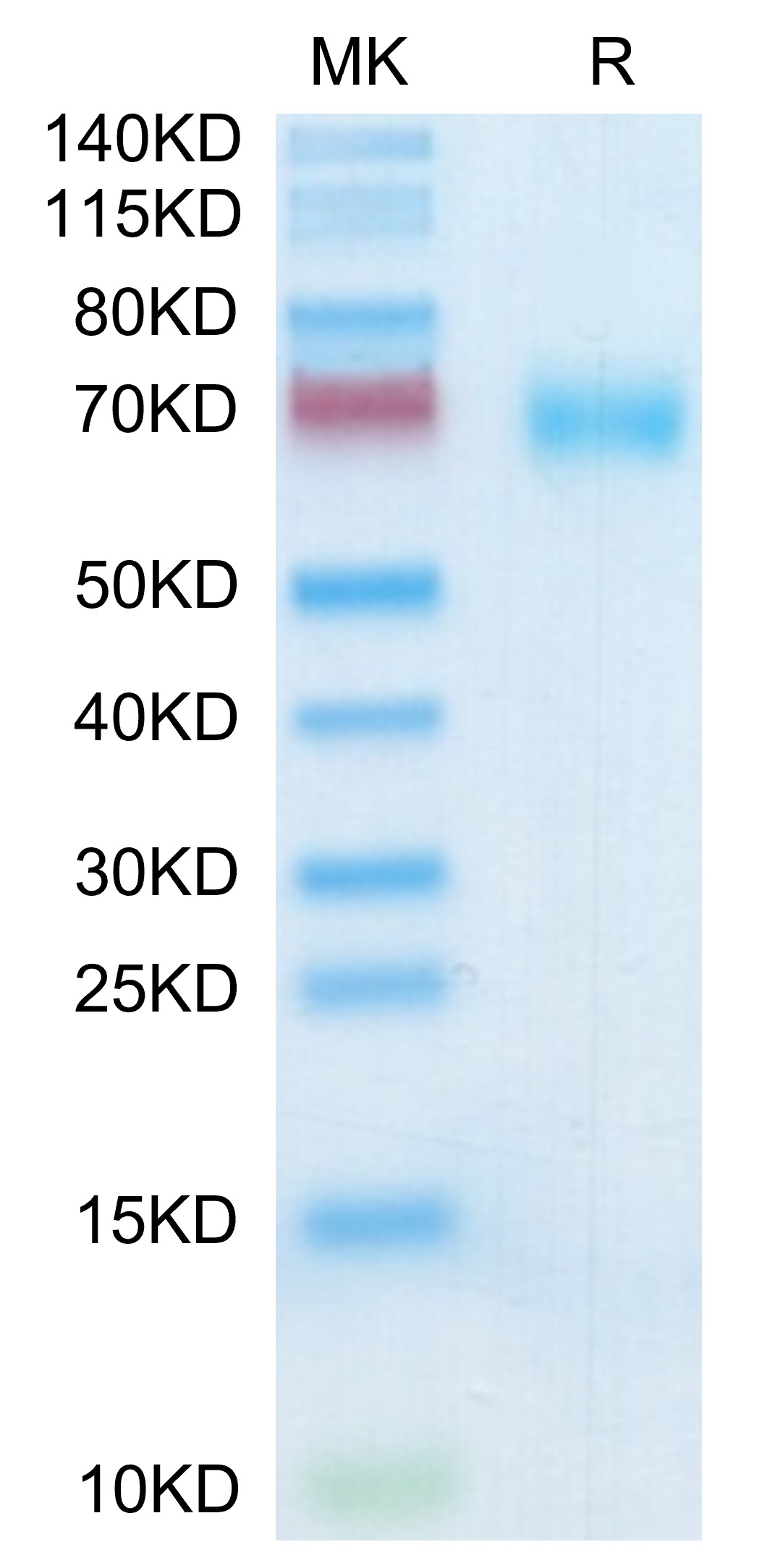 Recombinant Human SLAMF7/CRACC/CD319 Protein