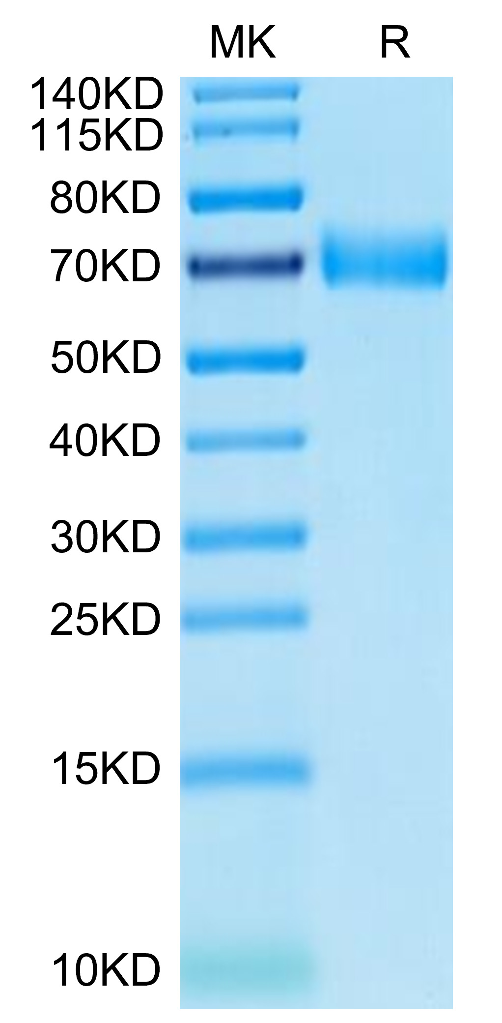 Recombinant Human SLAMF7/CRACC/CD319 Protein