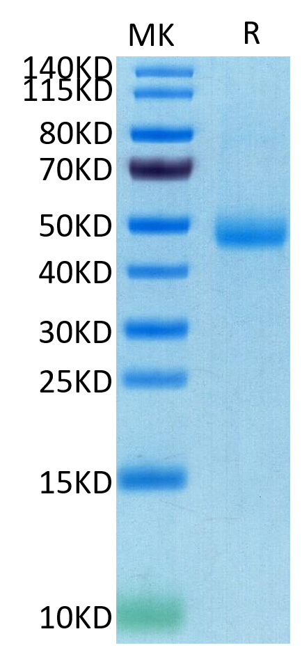 Recombinant Human SIRP-gamma/CD172g Protein