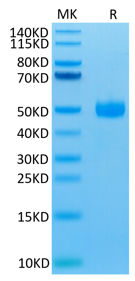 Biotinylated Recombinant Human SIRP-gamma/CD172g Protein