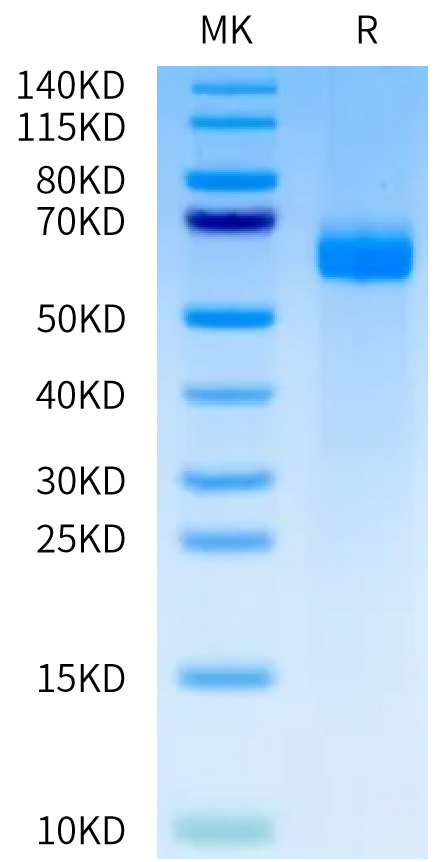 Recombinant Human DLL4 Protein