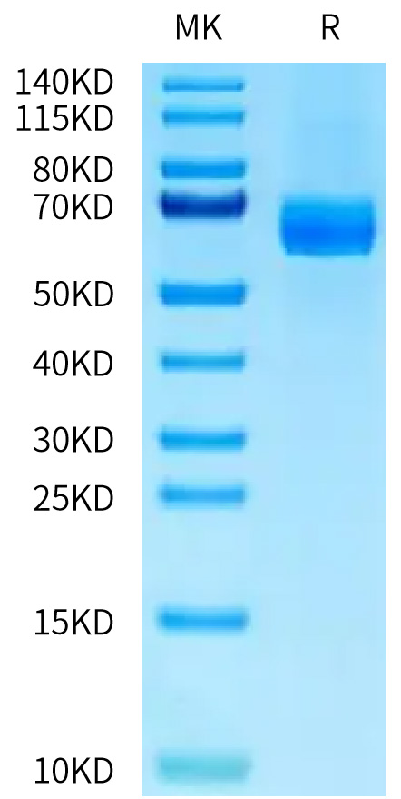 Recombinant Human DLL4 Protein