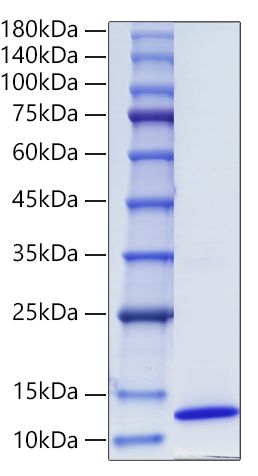 Recombinant Human CCL17/TARC Protein