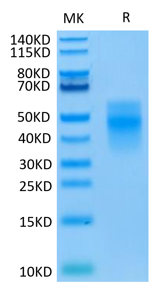 Recombinant Human TREM-1/CD354 Protein