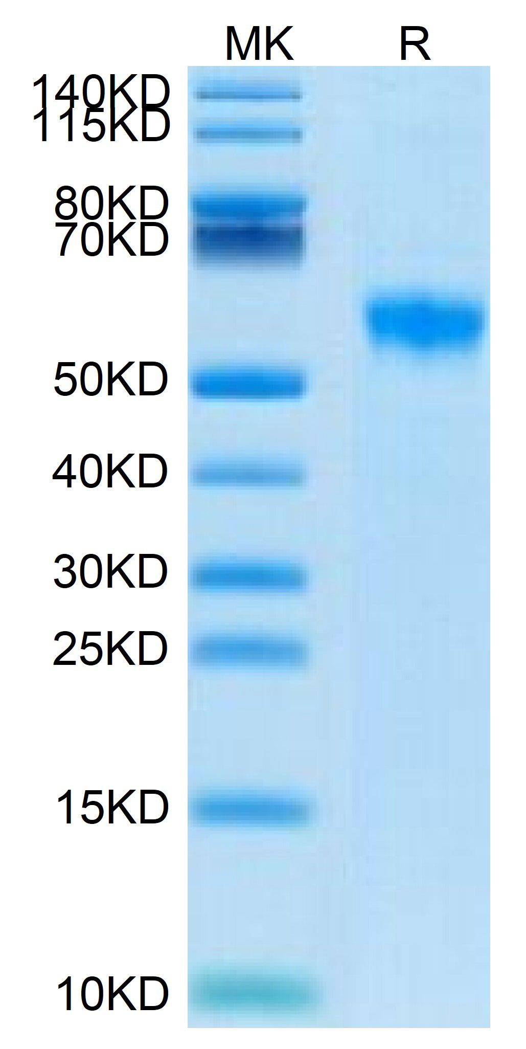 Biotinylated Recombinant Human Siglec-8 Protein