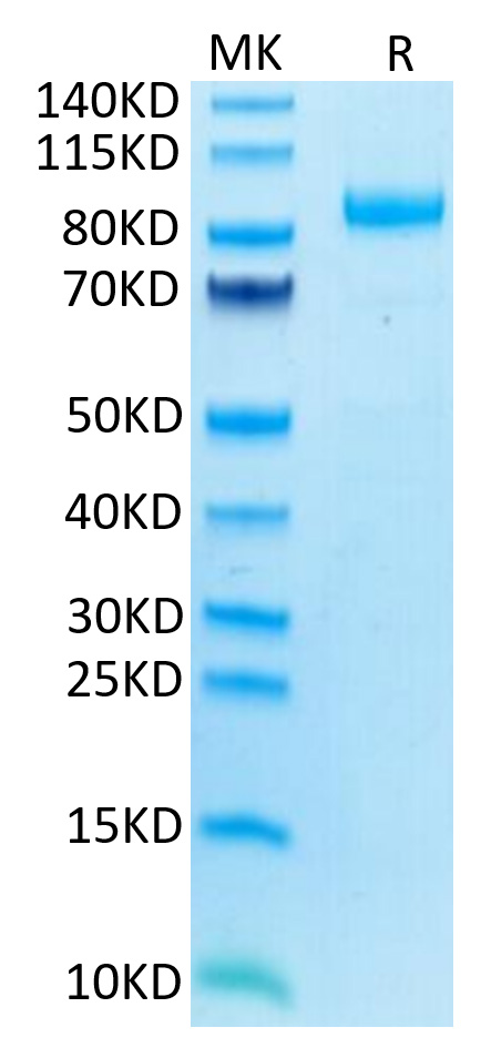 Recombinant Human LILRB2/ILT-4/CD85d Protein