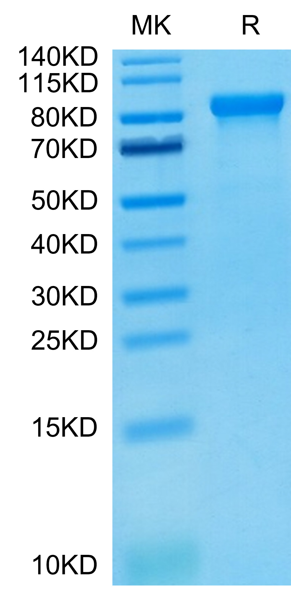 Recombinant Human LILRB2/ILT-4/CD85d Protein