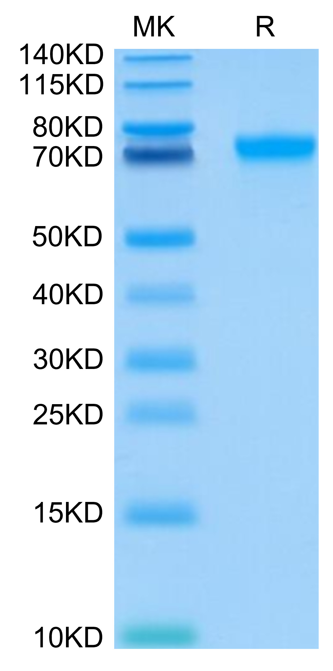 Recombinant Human LILRB2/ILT-4/CD85d Protein