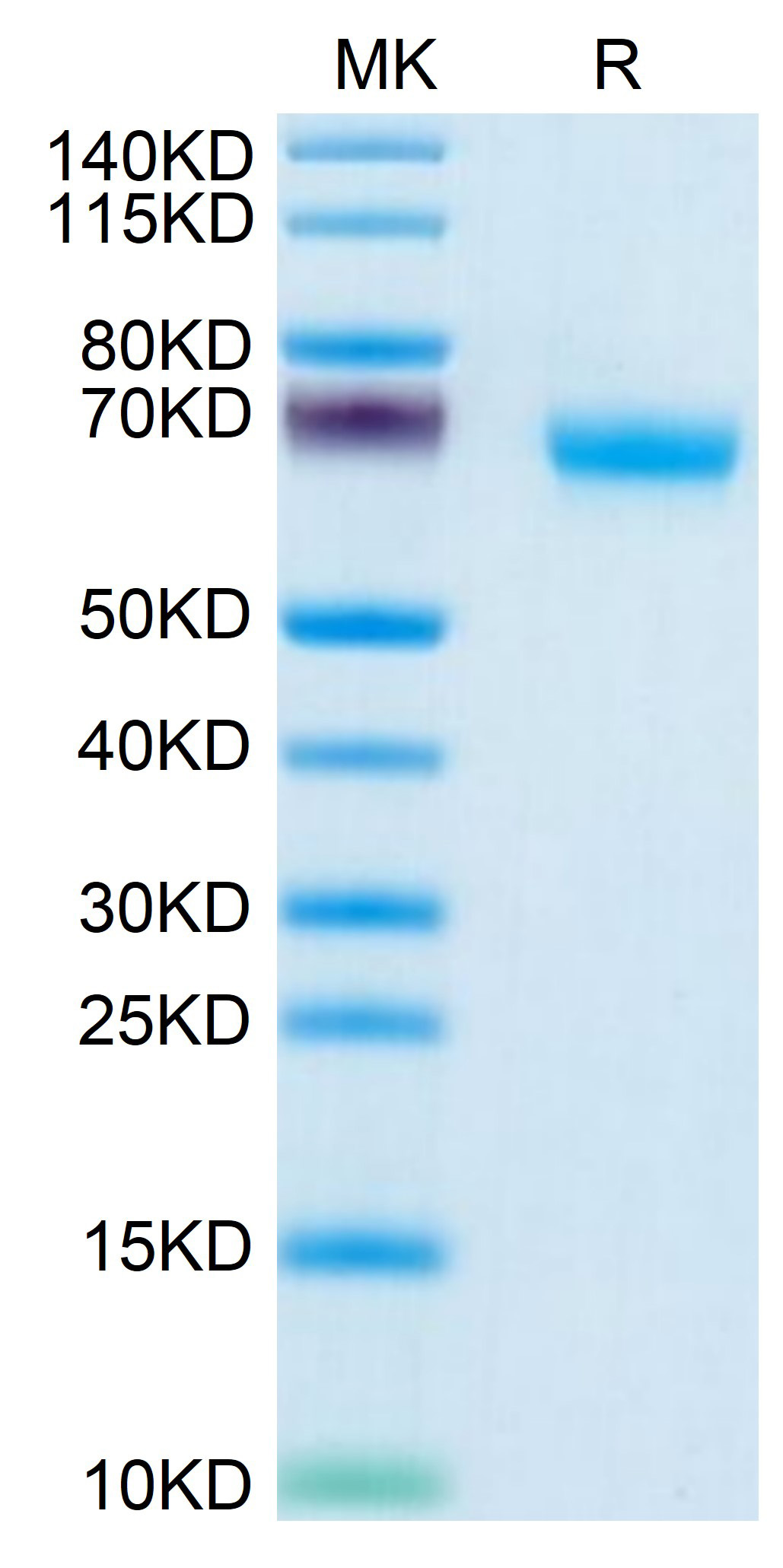 Recombinant Human NKp46/NCR1/CD335 Protein