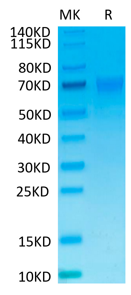 Recombinant Human NKp46/NCR1/CD335 Protein