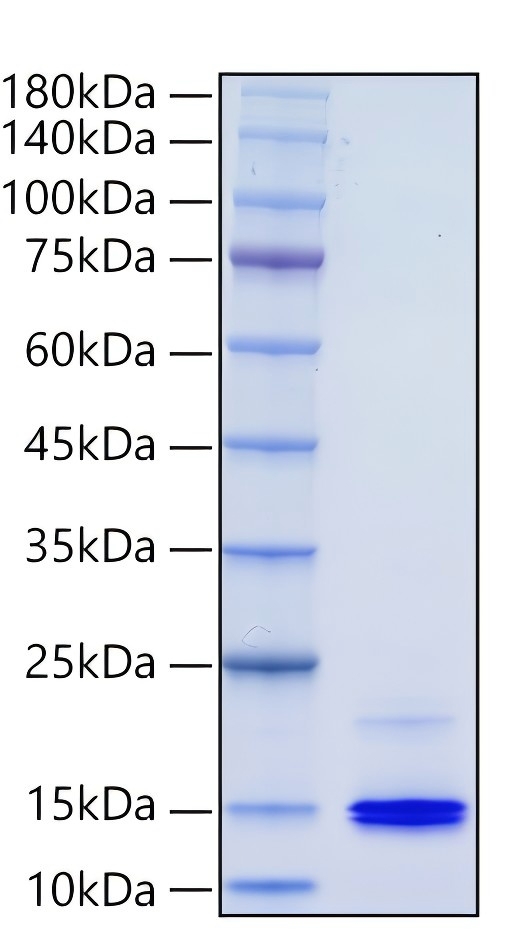 Recombinant Human CXCL9/MIG Protein