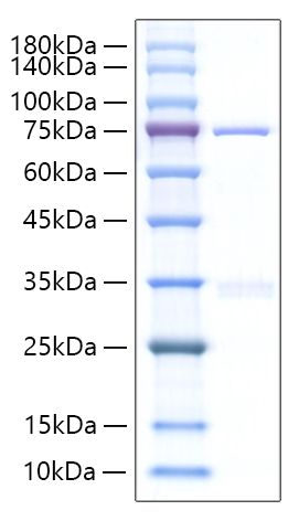 Recombinant Human Cyr61/CCN1 Protein