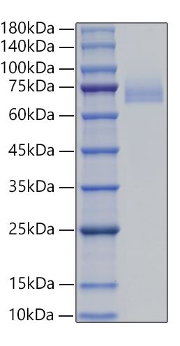 Recombinant Human DLL4 Protein