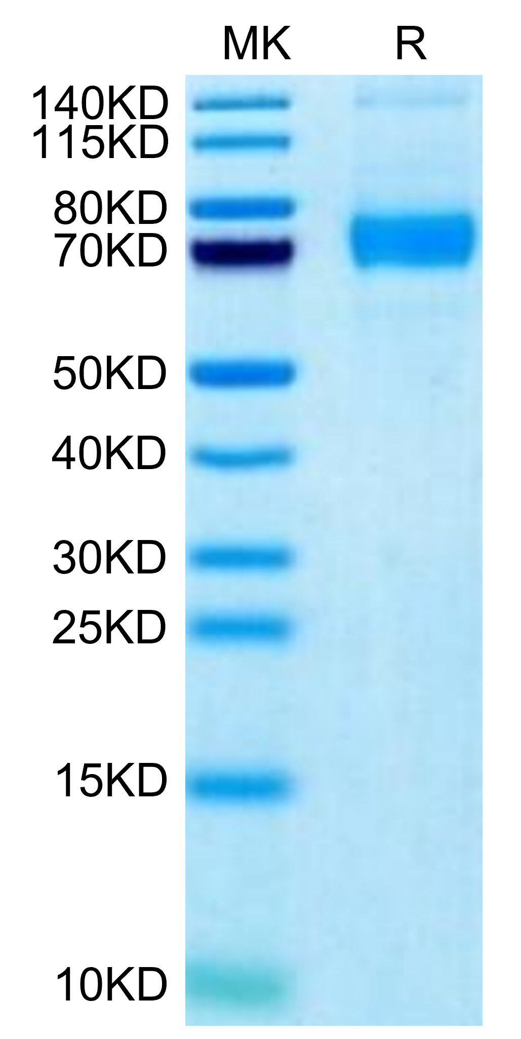 Biotinylated Recombinant Human Siglec-5/CD170 Protein