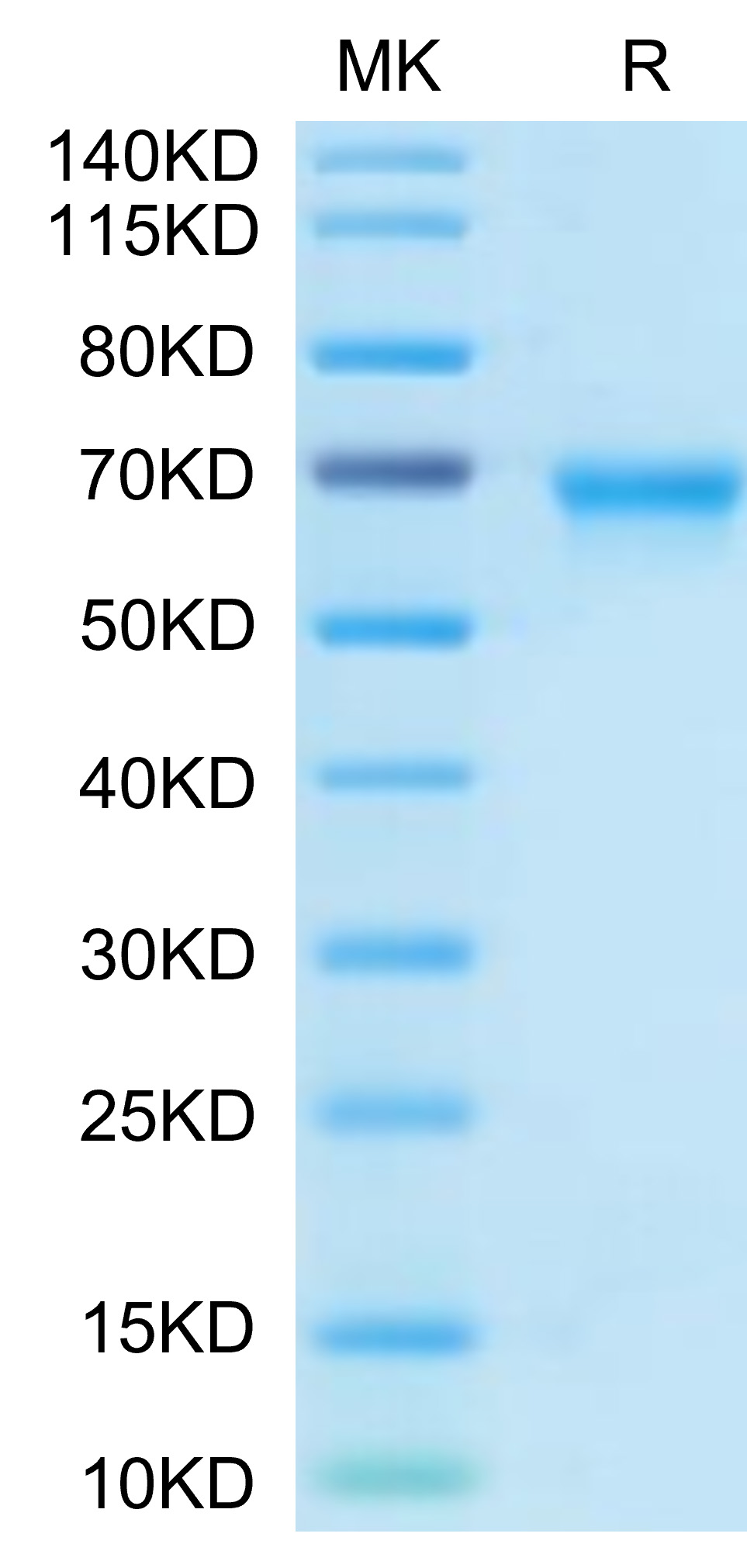 Biotinylated Recombinant Human TNFRSF4/OX40/CD134 Protein (Primary Amine Labeling)