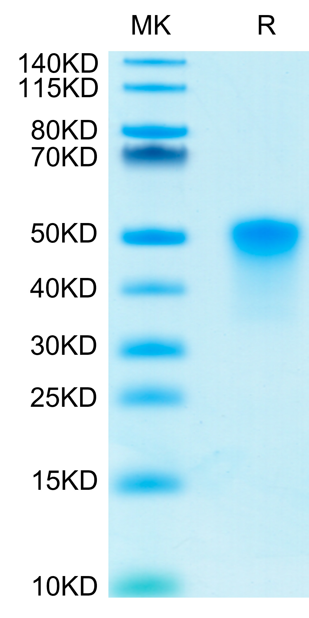 Recombinant Human TNFRSF4/OX40/CD134 Protein