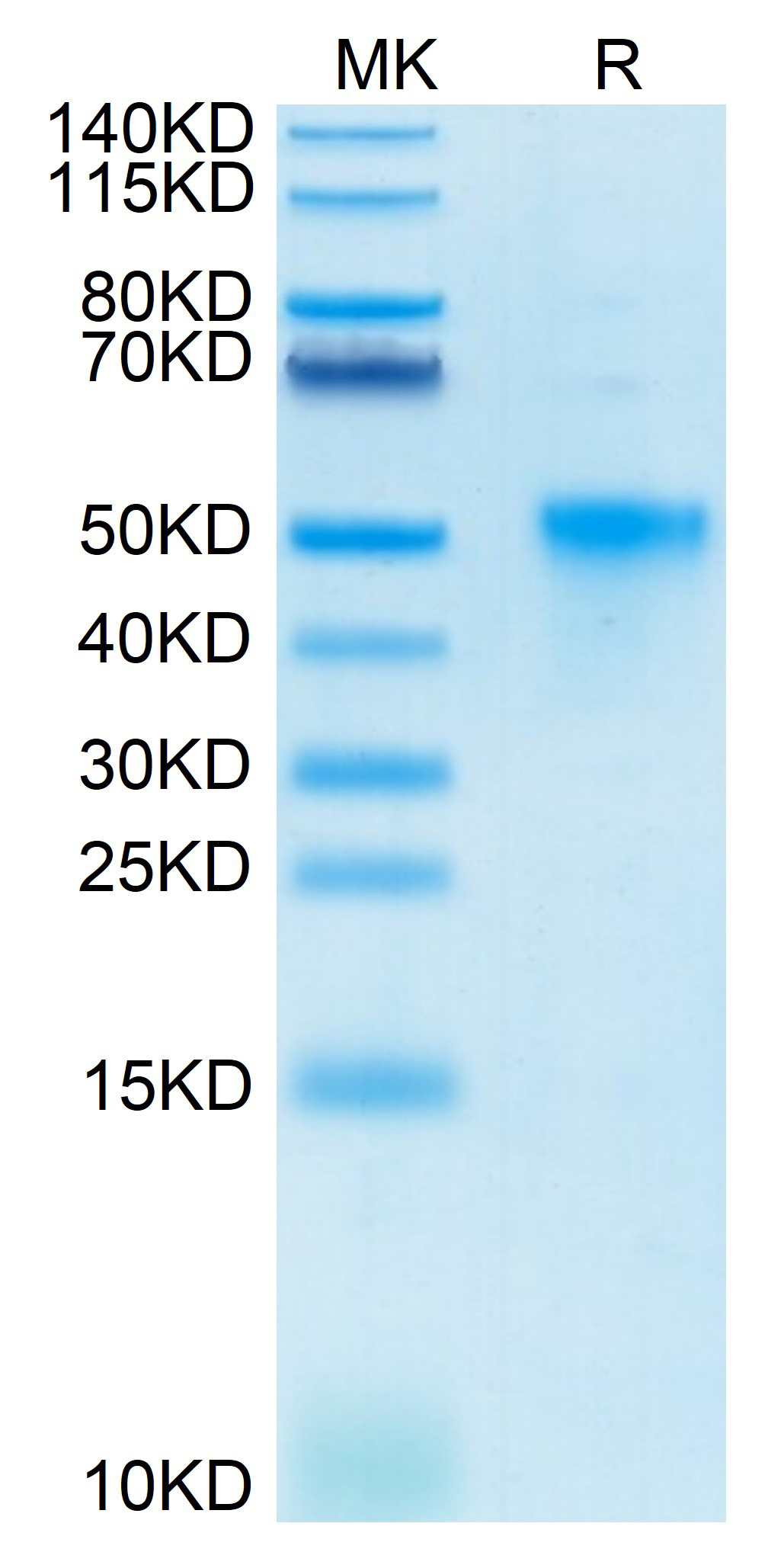 Biotinylated Recombinant Human TNFRSF4/OX40/CD134 Protein