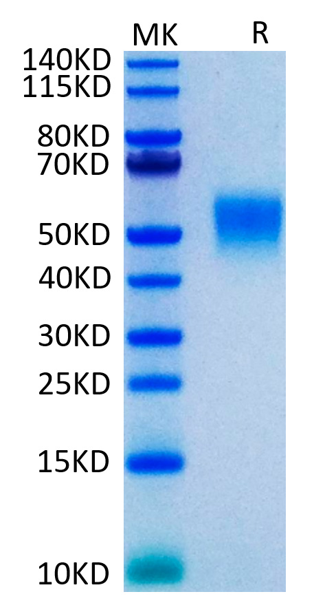 Recombinant Human TNFRSF1B/TNF-R2/CD120b Protein