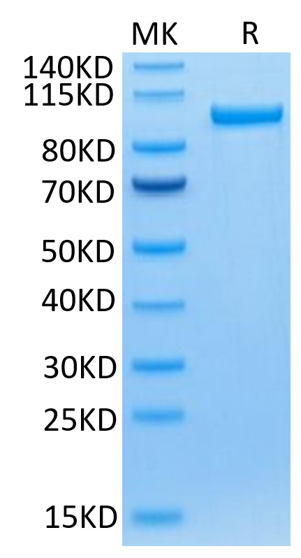 Recombinant Human sTfR/CD71 Protein