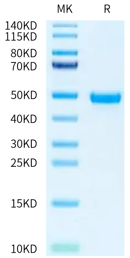 Recombinant Human Nectin-2/PVRL2/CD112 Protein