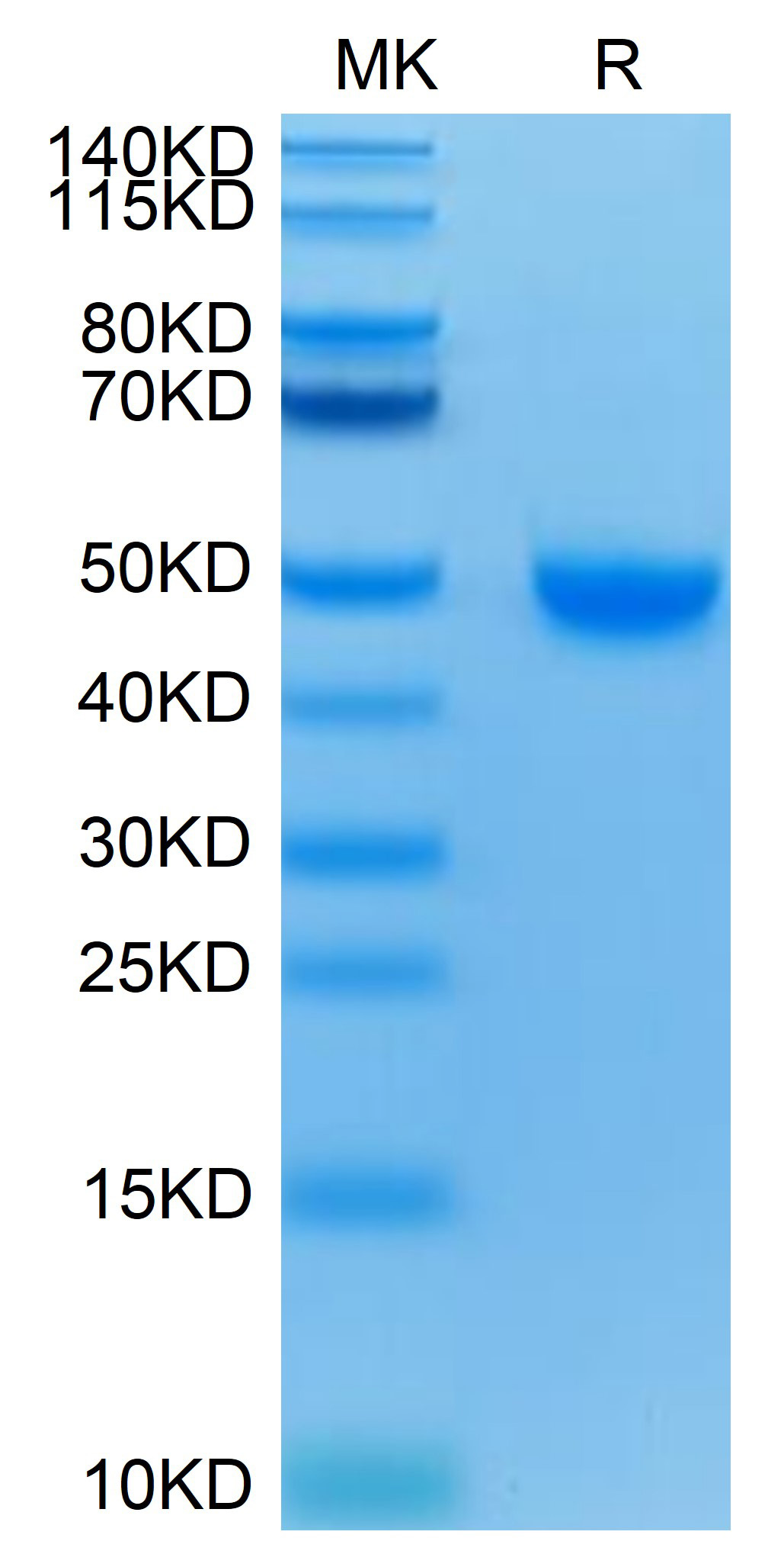 Recombinant Human Nectin-2/PVRL2/CD112 Protein