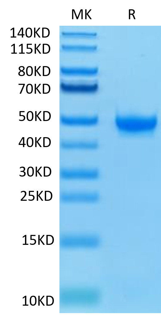 Biotinylated Recombinant Human Nectin-2/PVRL2/CD112 Protein