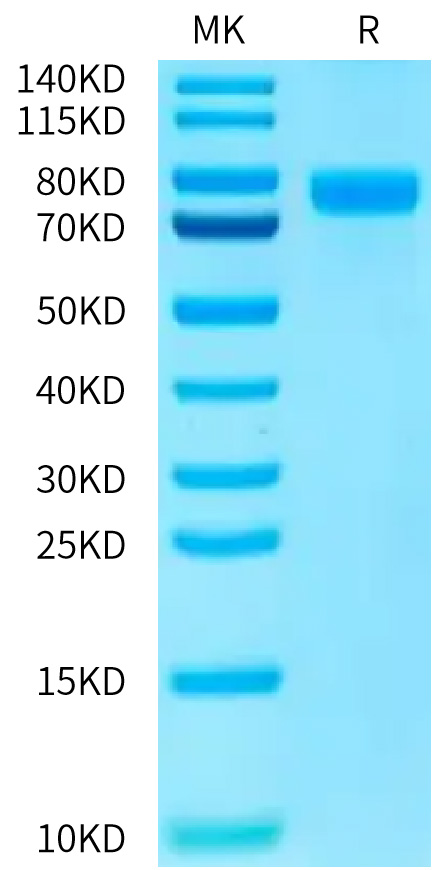 Recombinant Human Nectin-1/PVRL1/CD111 Protein