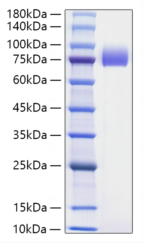 Recombinant Human B7-H2/ICOSLG/CD275 Protein