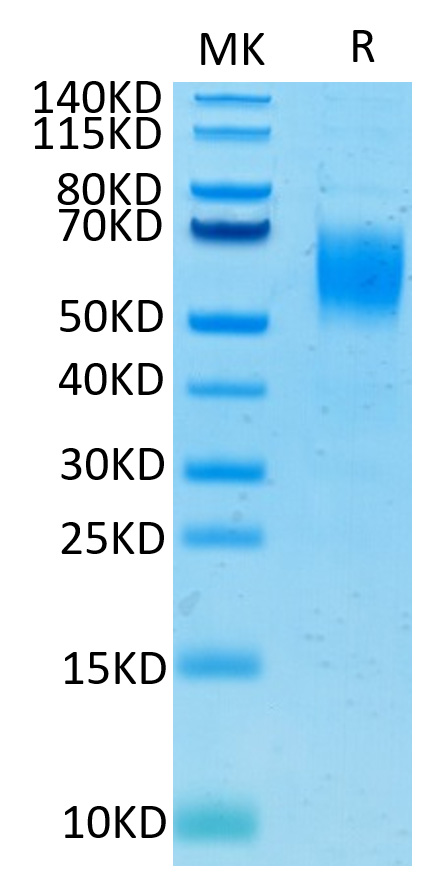 Recombinant Human Nectin-1/PVRL1/CD111 Protein