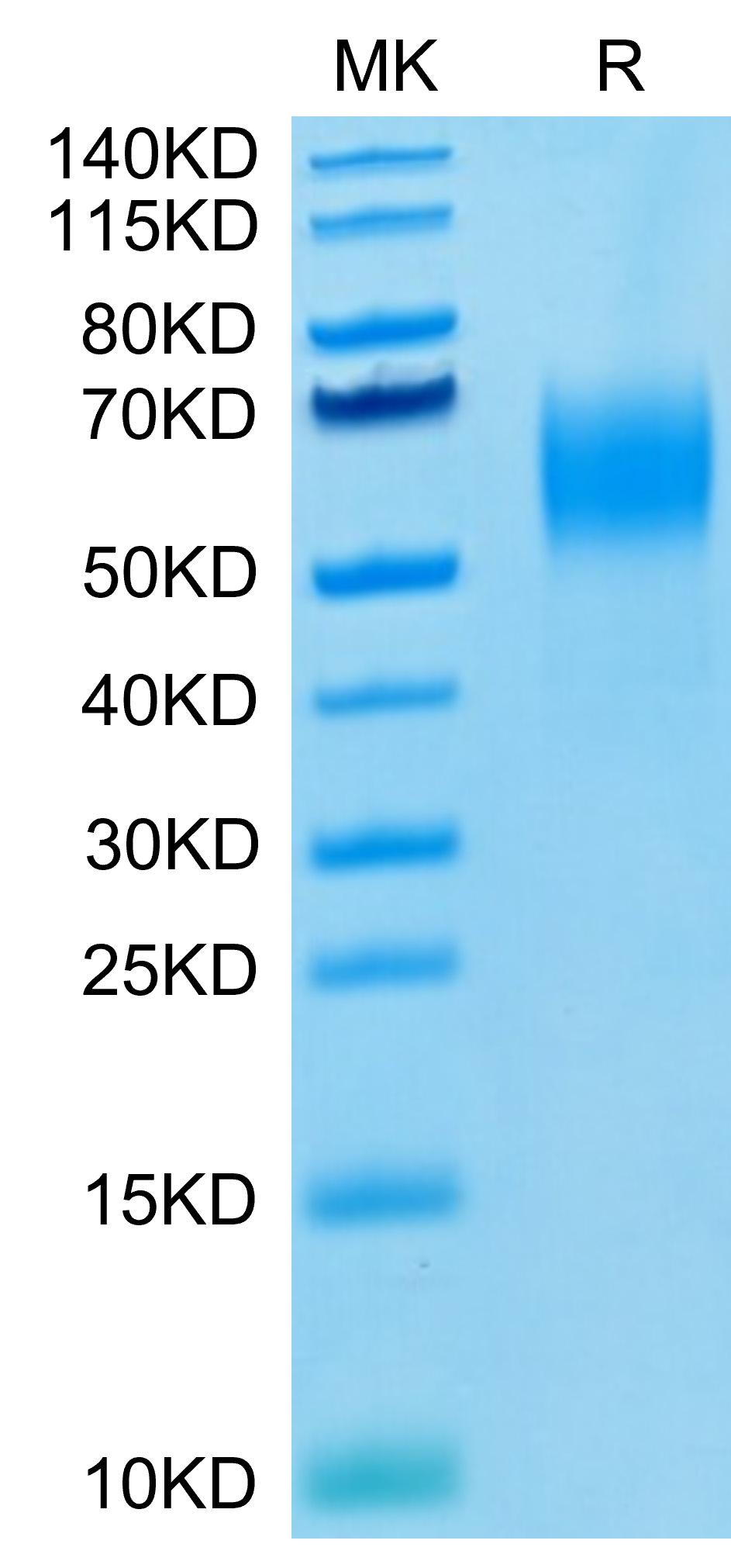 Biotinylated Recombinant Human Nectin-1/PVRL1/CD111 Protein