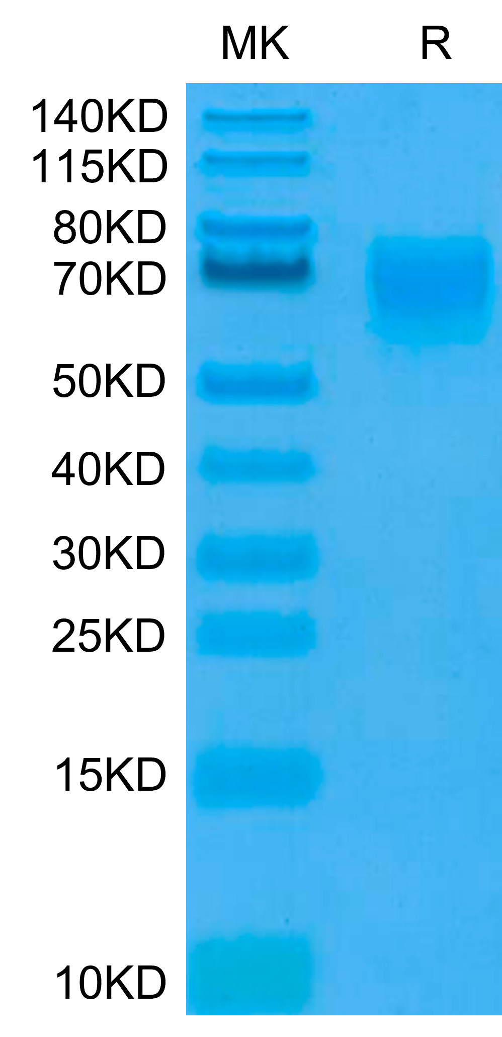 Recombinant Human PVR/CD155 Protein