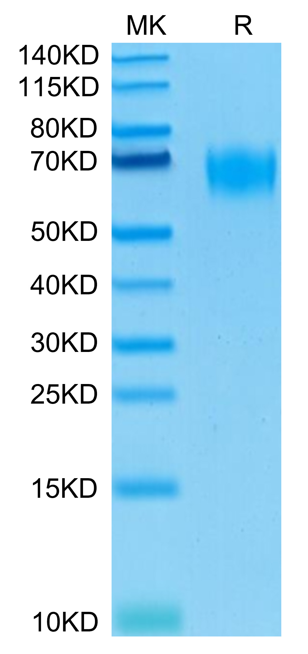 Biotinylated Recombinant Human PVR/CD155 Protein