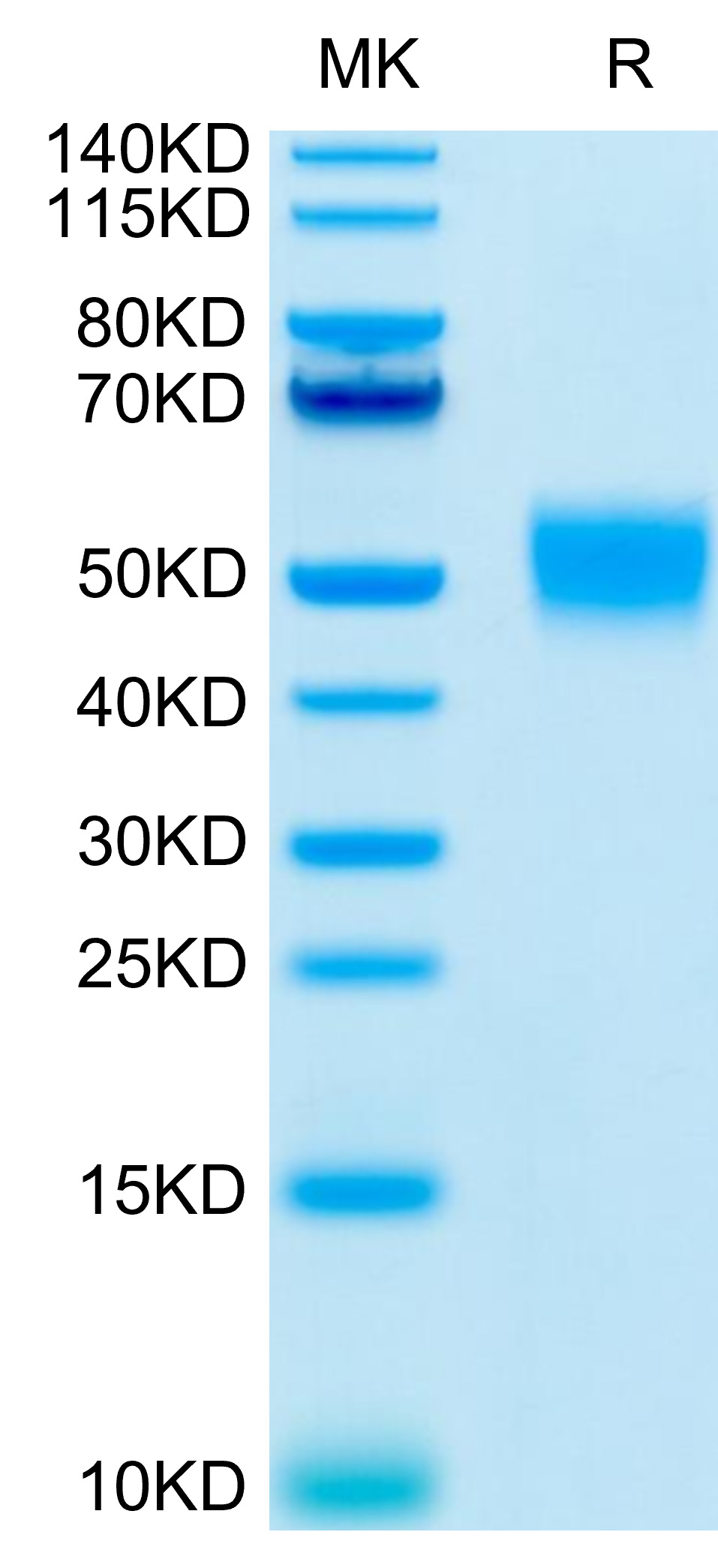 Recombinant Human CD24 Protein