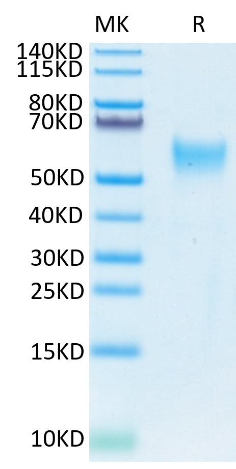 Biotinylated Recombinant Human CD24 Protein (Primary Amine Labeling)