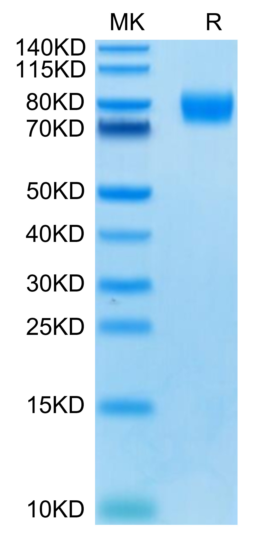 Recombinant Human PVR/CD155 Protein