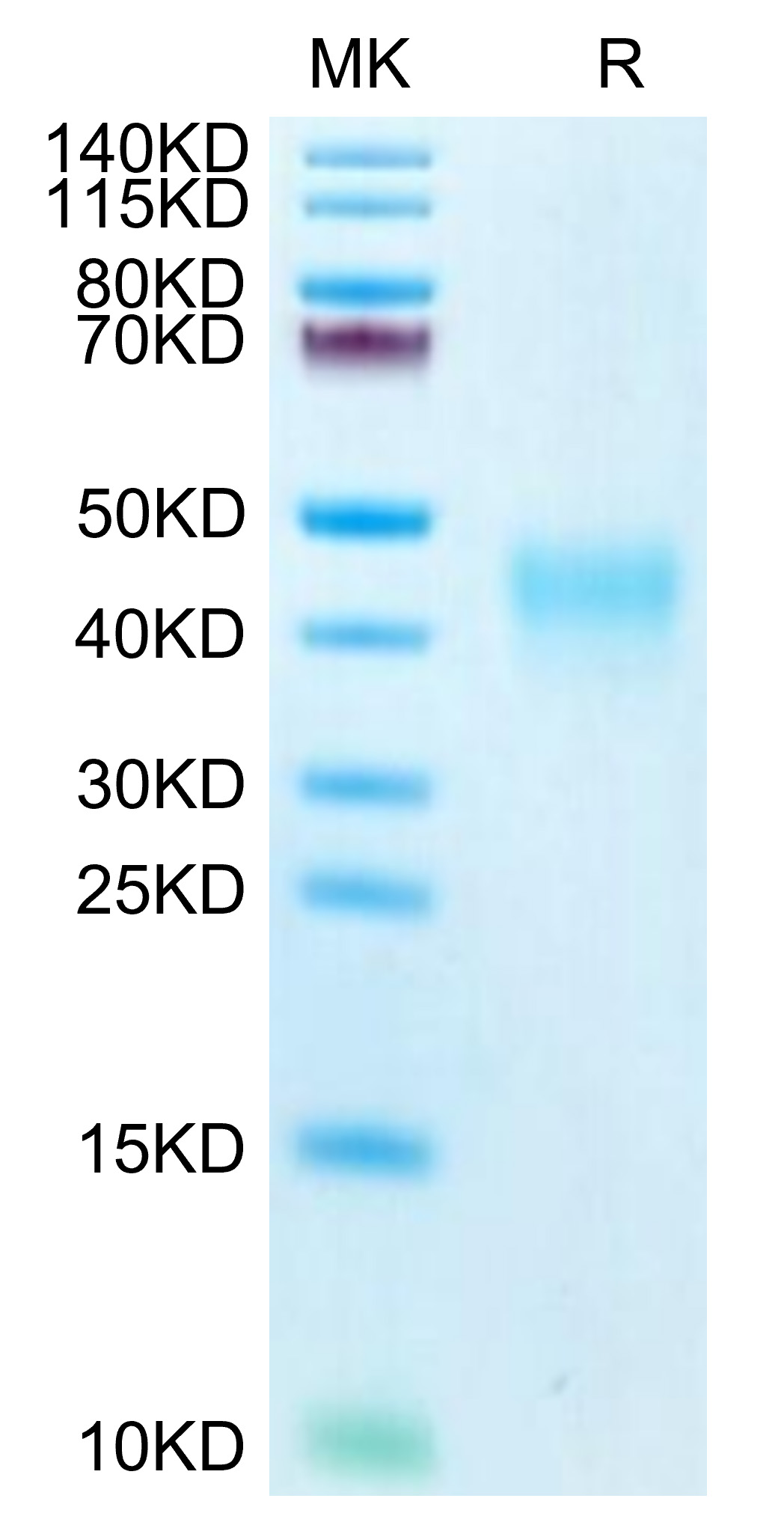 Biotinylated Recombinant Human PD-1/PDCD1/CD279 Protein