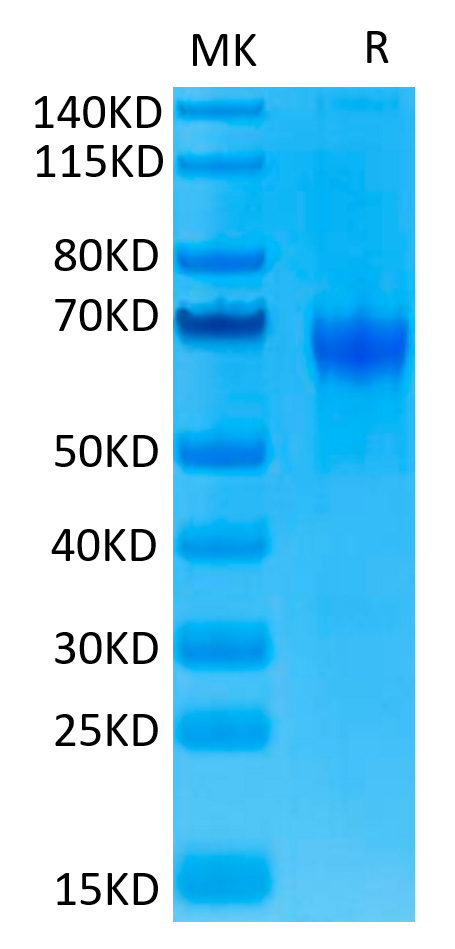 Recombinant Human PD-1/PDCD1/CD279 Protein