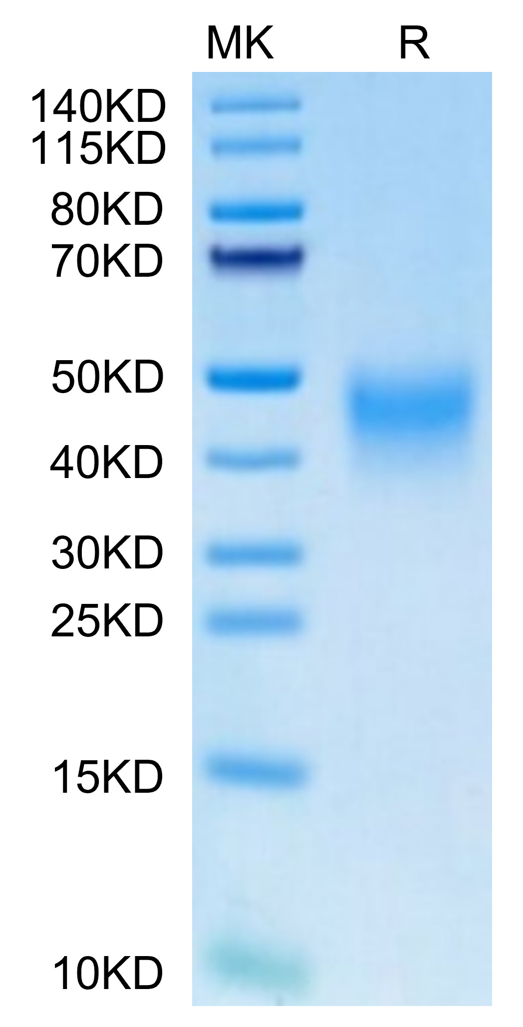 Recombinant Human PD-1/PDCD1/CD279 Protein