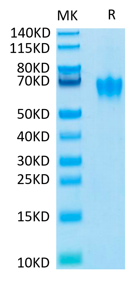 Biotinylated Recombinant Human CEACAM6/CD66c Protein