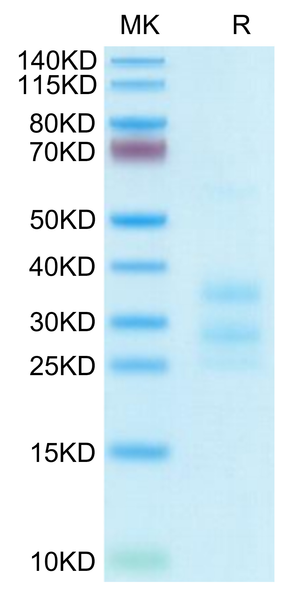 Recombinant Human CD3E&CD3G Protein