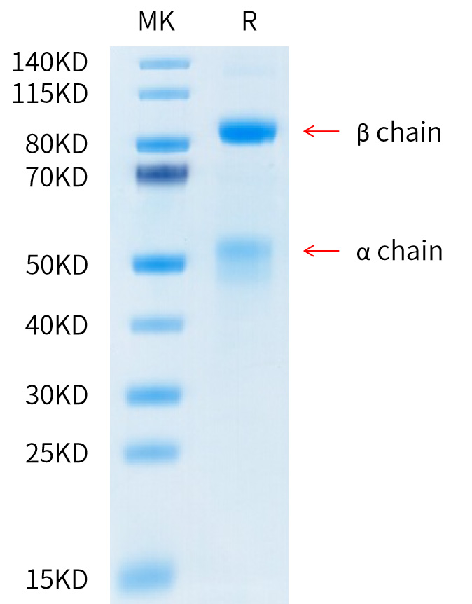 Recombinant Human HGF receptor/c-MET/MET Protein