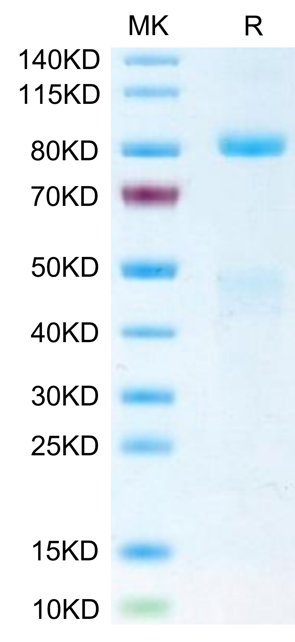 Biotinylated Recombinant Human HGF receptor/c-MET/MET Protein