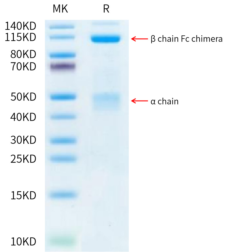 Recombinant Human HGF receptor/c-MET/MET Protein