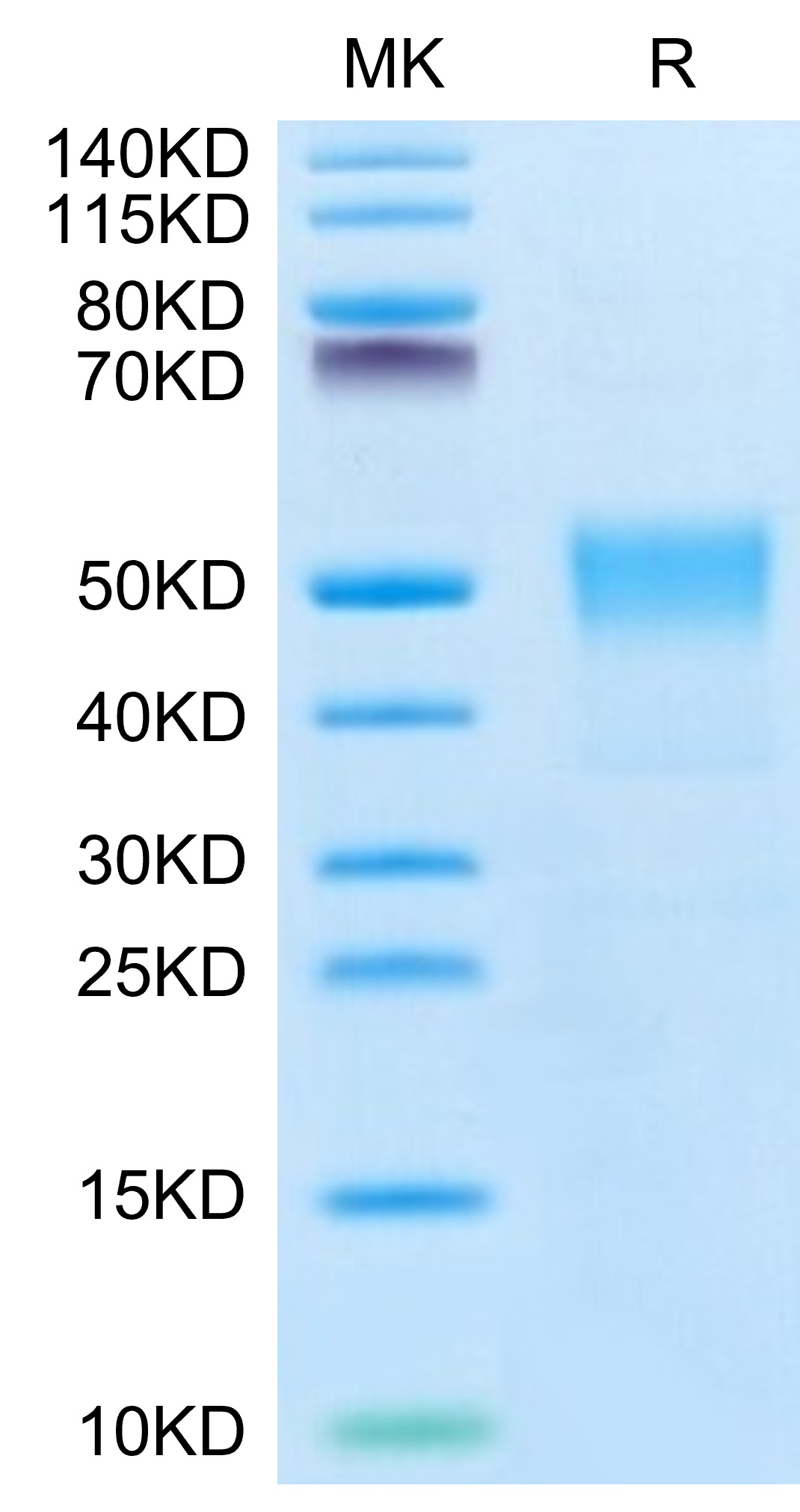 Biotinylated Recombinant Human TROP-2/TACSTD2 Protein