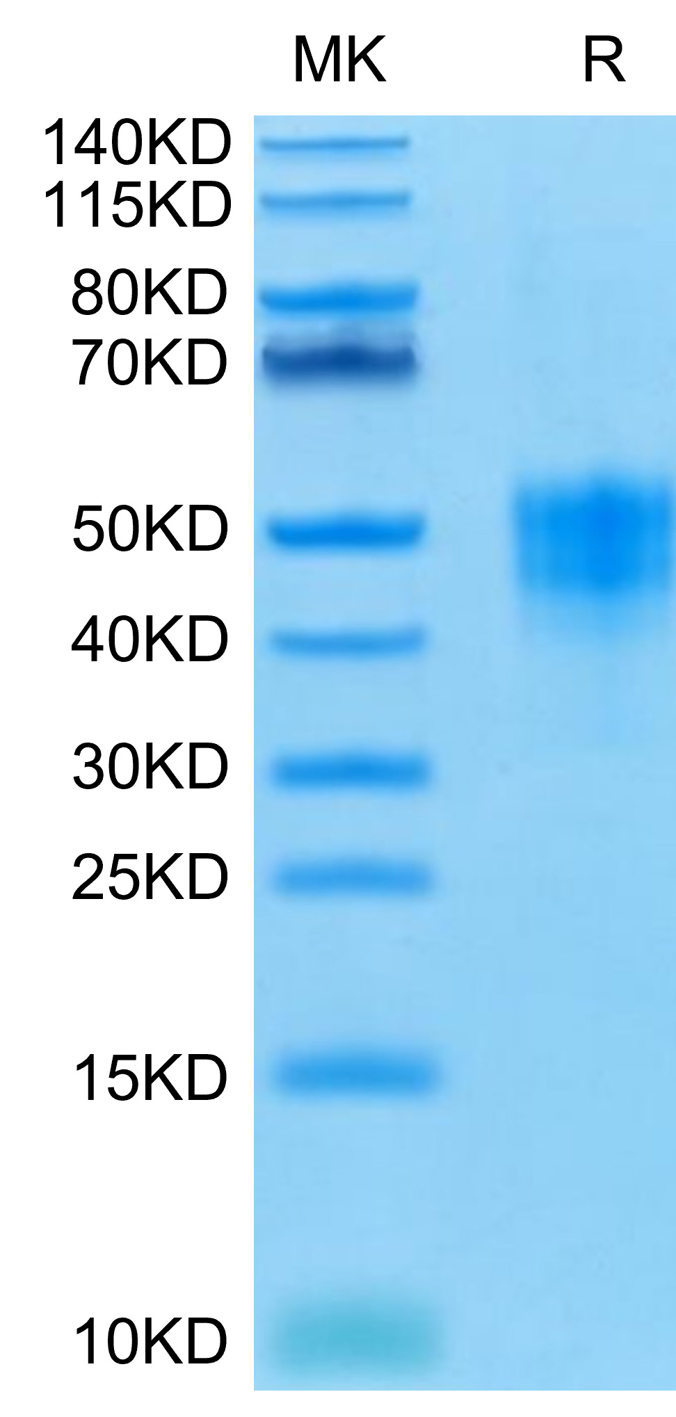 Recombinant Human TROP-2/TACSTD2 Protein