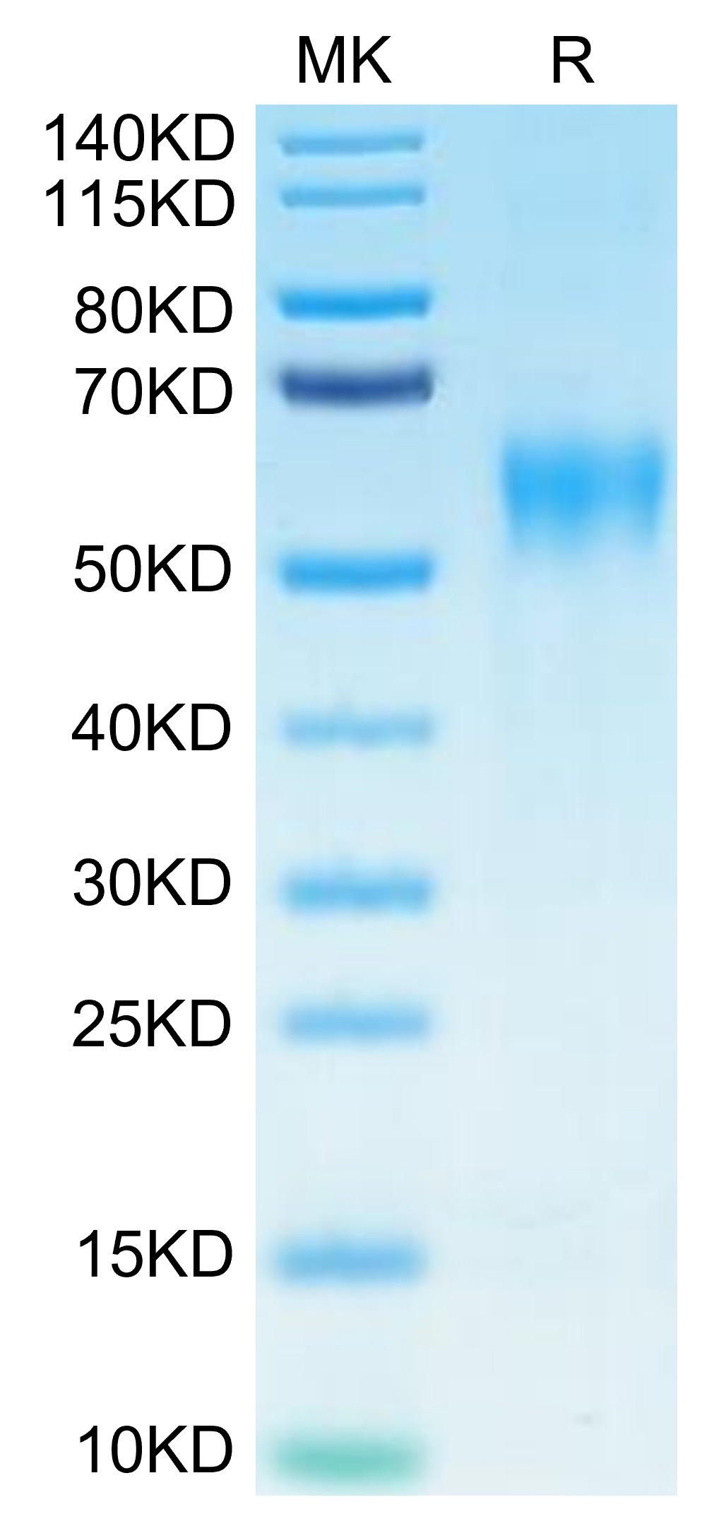 Biotinylated Recombinant Human IL-15RA/CD215 Protein